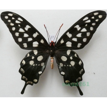 Papilio antenor Drury, 1773 Madagascar 122mm27
